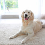 Protect your carpets and upholstery from the traces of our beloved pets.